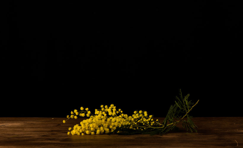 MIMØΣΑ-detail mimosa by giorgos polychronis